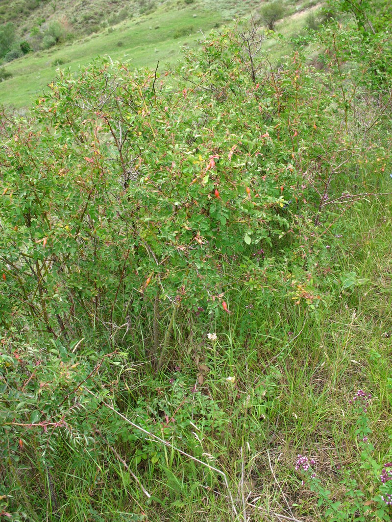 Rosa oxyodon