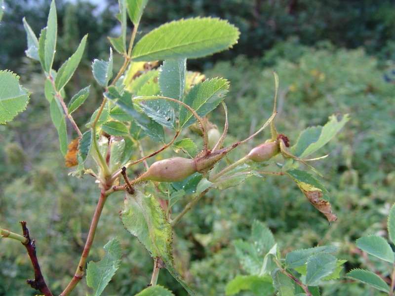 Rosa oxyodon photo 2