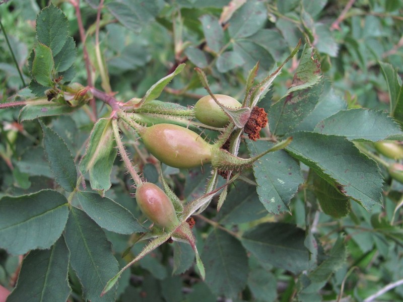 Rosa oxyodon photo 3