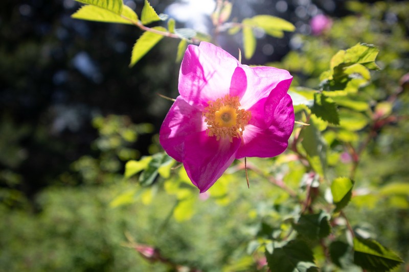 Rosa oxyodon photo 4