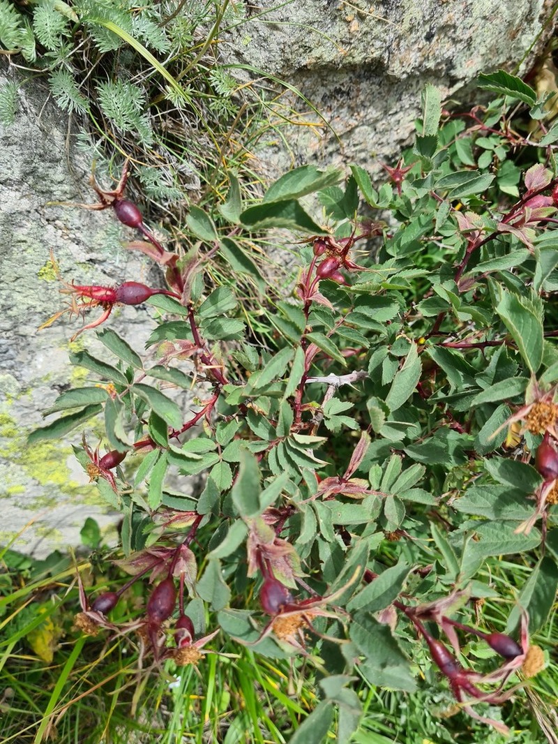 Rosa oxyodon photo 5