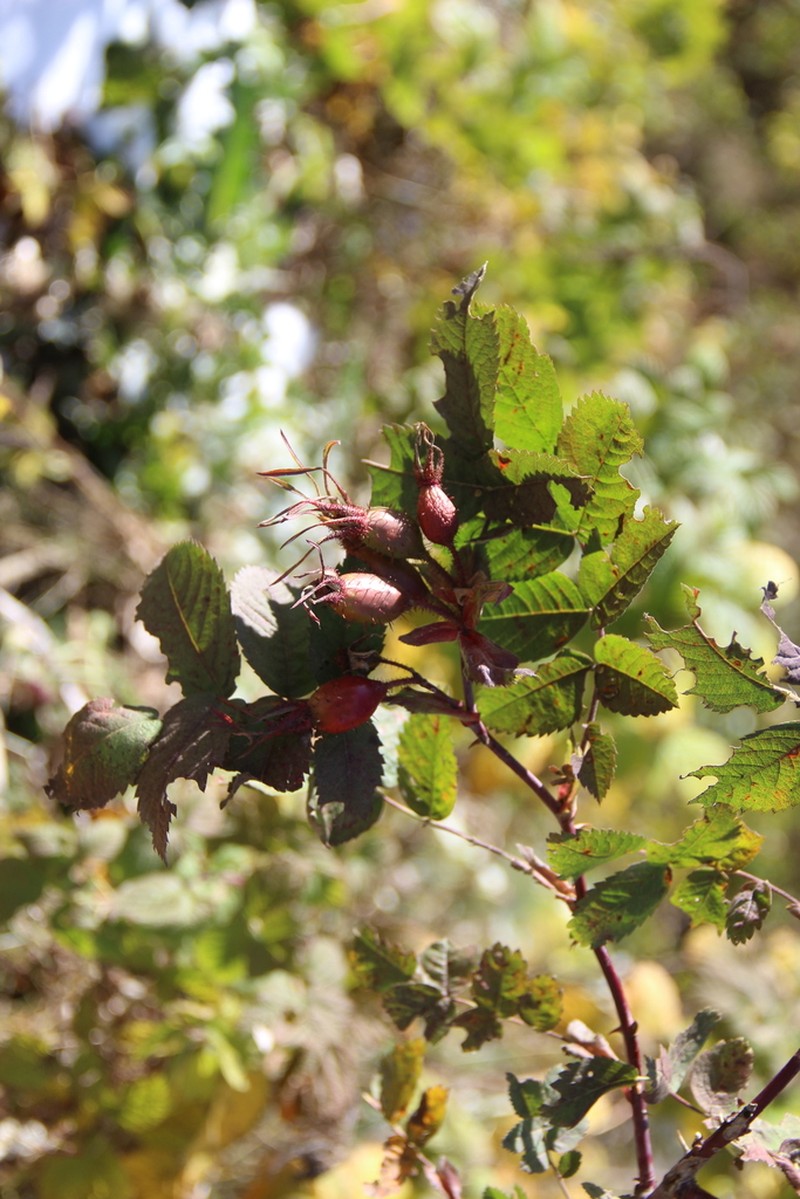 Rosa oxyodon photo 6