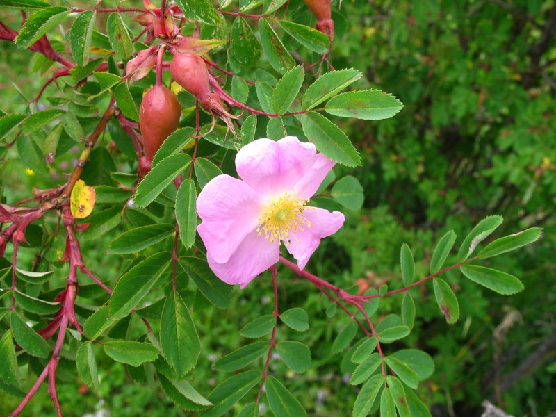 Rosa oxyodon photo 7