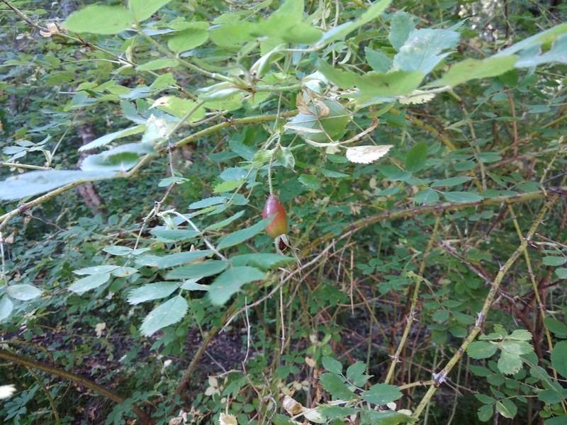 Rosa oxyodon photo 8