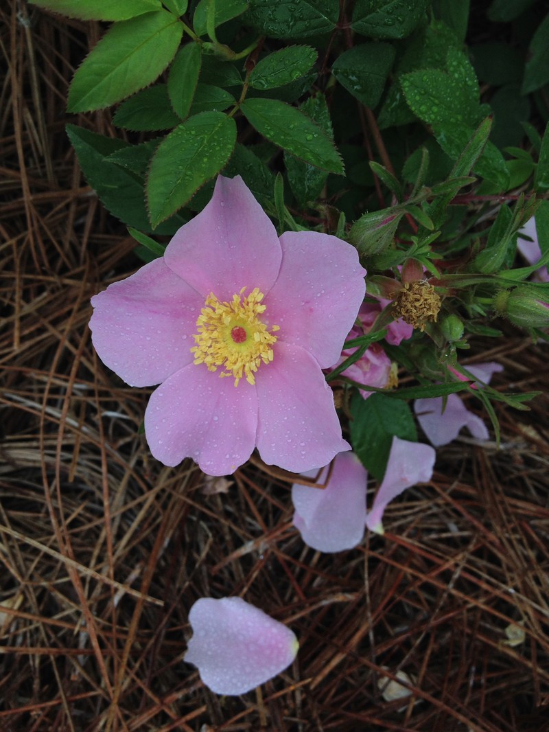 Swamp Rose photo 2