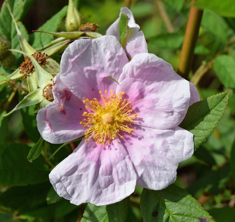 Swamp Rose photo 3