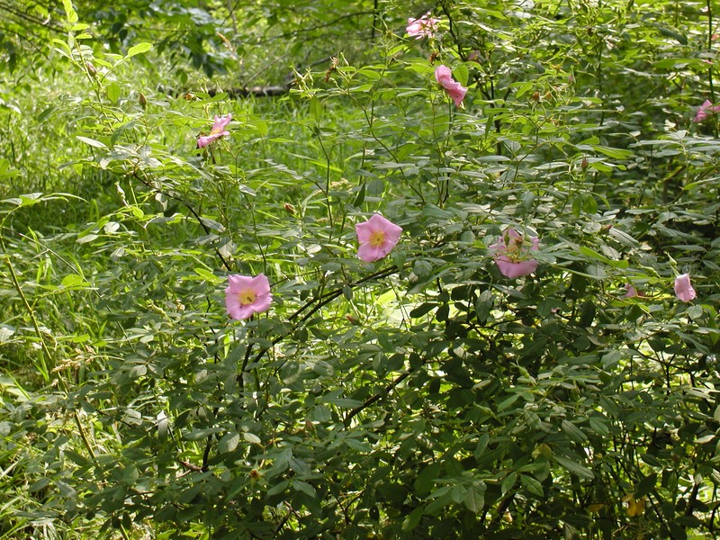 Appalachian Valley Rose