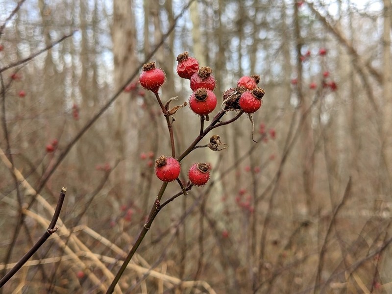 Swamp Rose photo 5