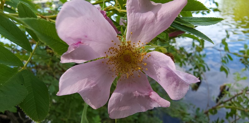 Swamp Rose photo 7