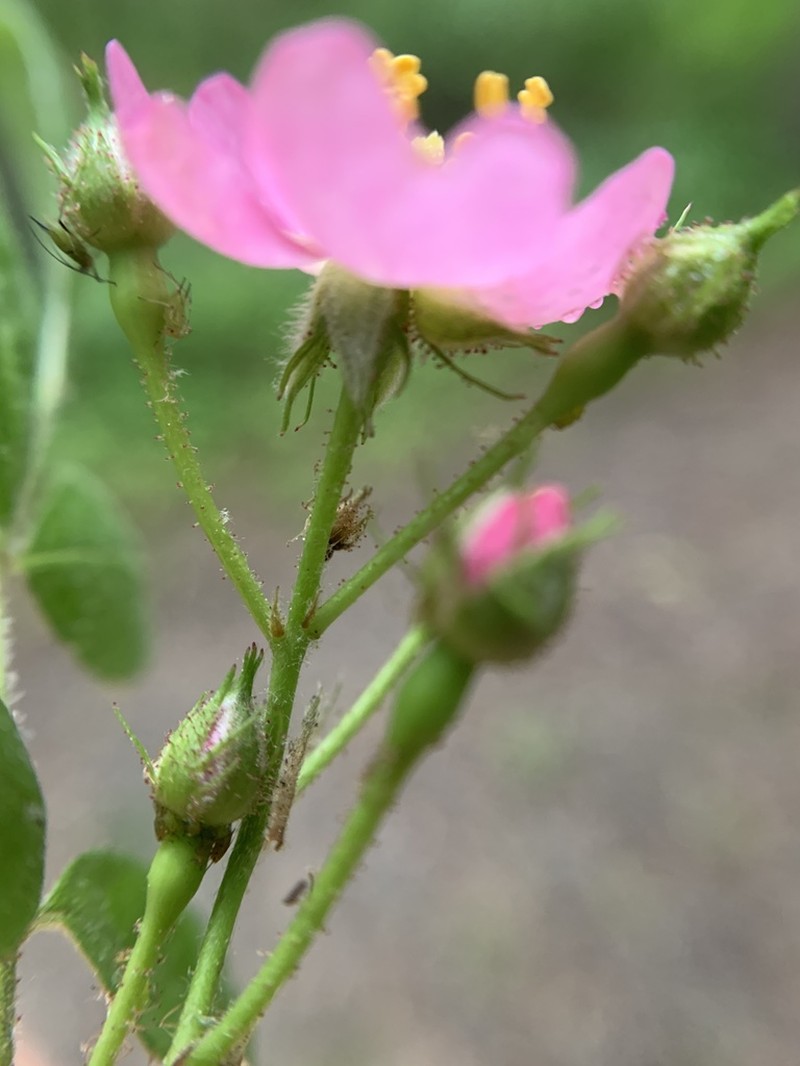 Rosa paniculigera photo 2