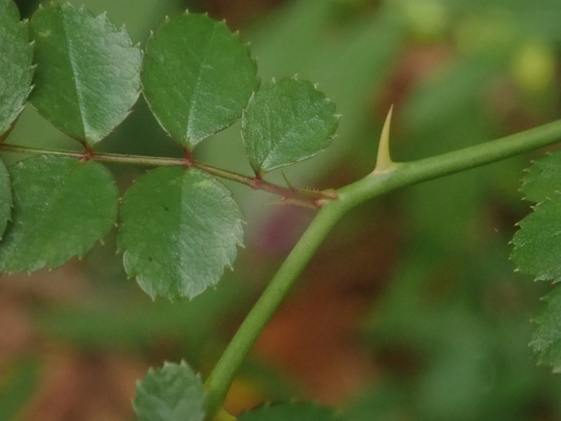 Rosa paniculigera photo 3