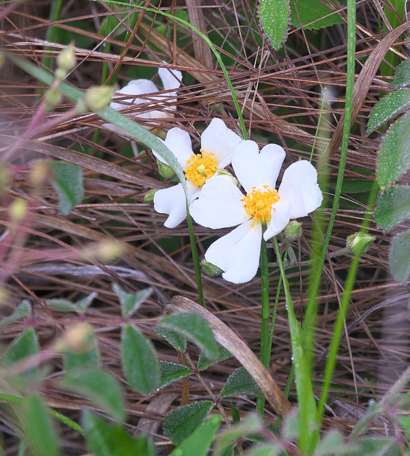 Rosa paniculigera photo 4