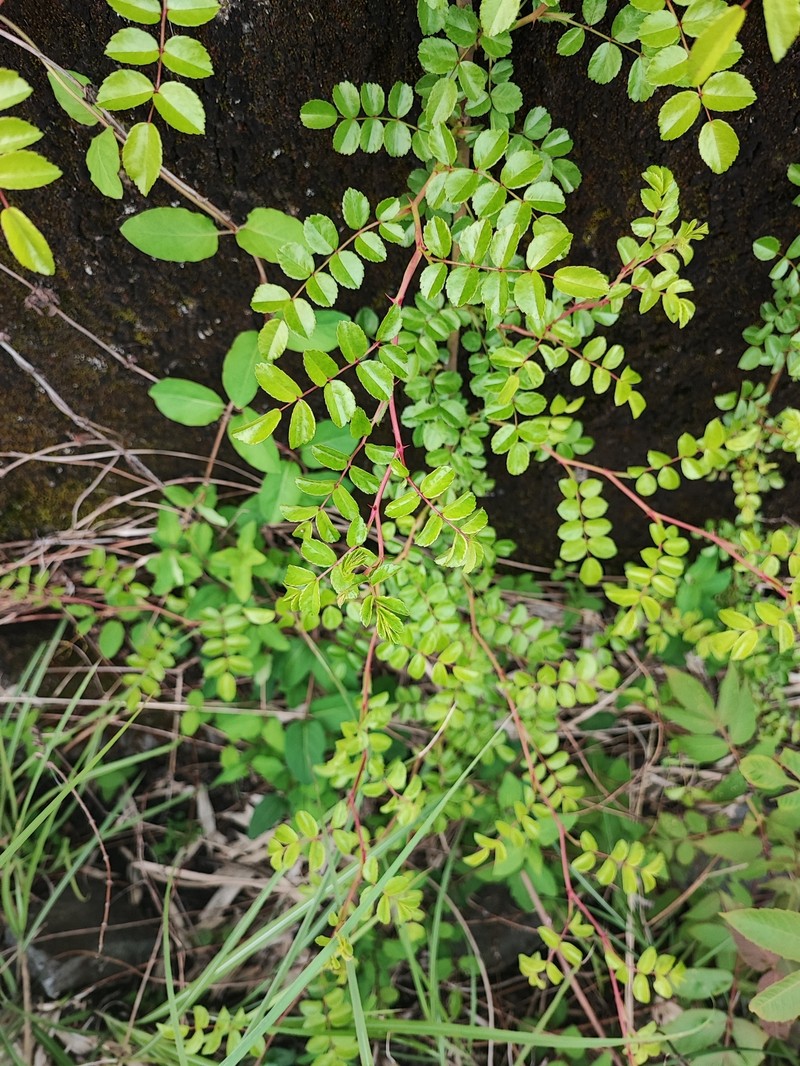 Rosa paniculigera photo 5