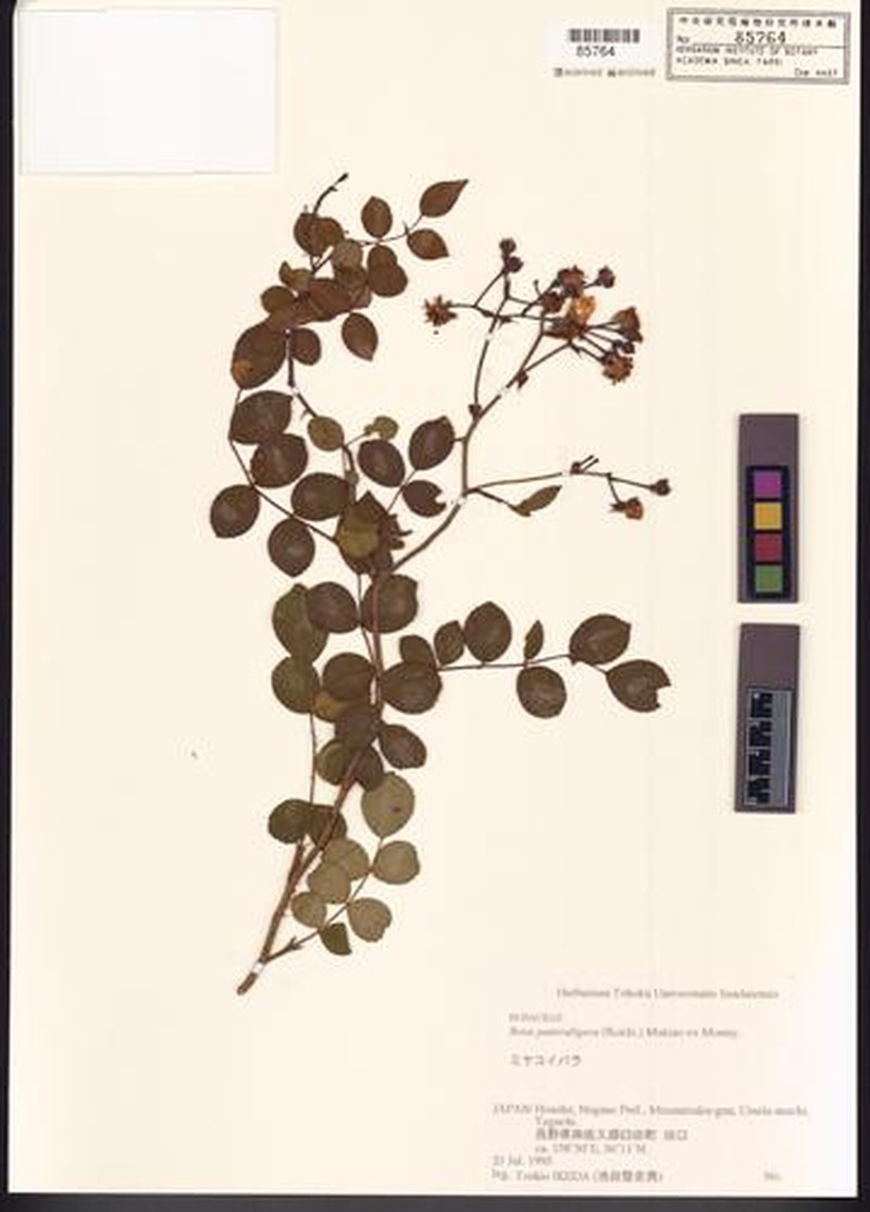 Rosa paniculigera photo 6