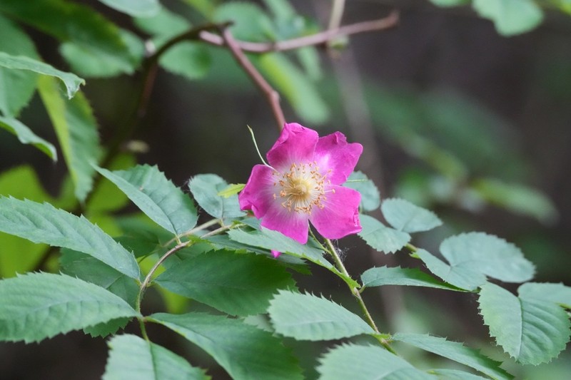 Alpine Rose photo 4