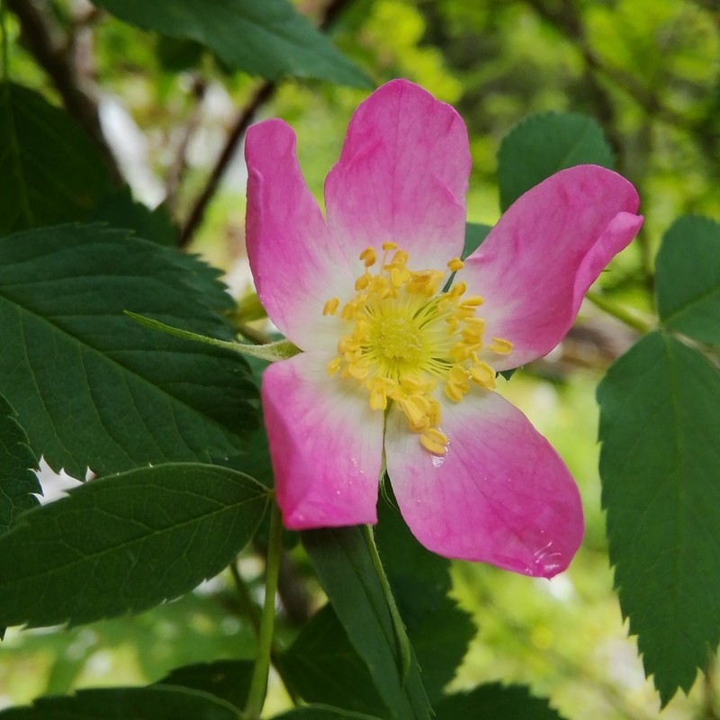 Alpine Rose photo 5