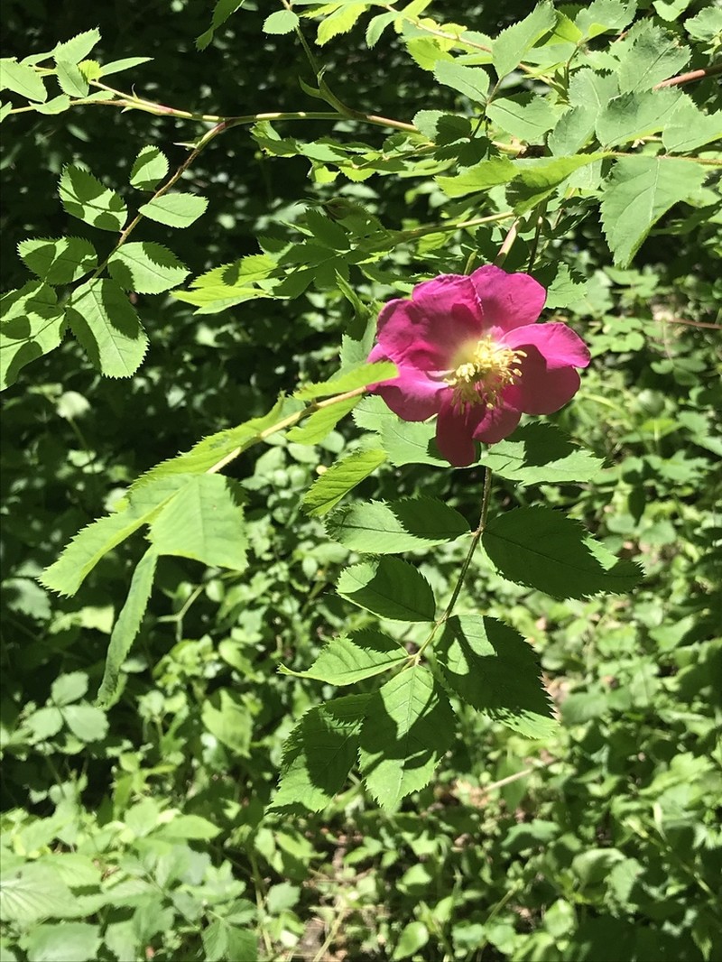 Alpine Rose photo 6