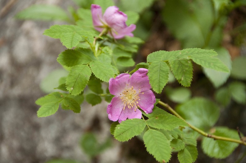 Alpine Rose photo 7