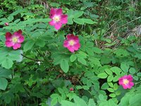 Alpine Rose