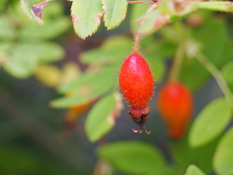Alpine Rose photo 2