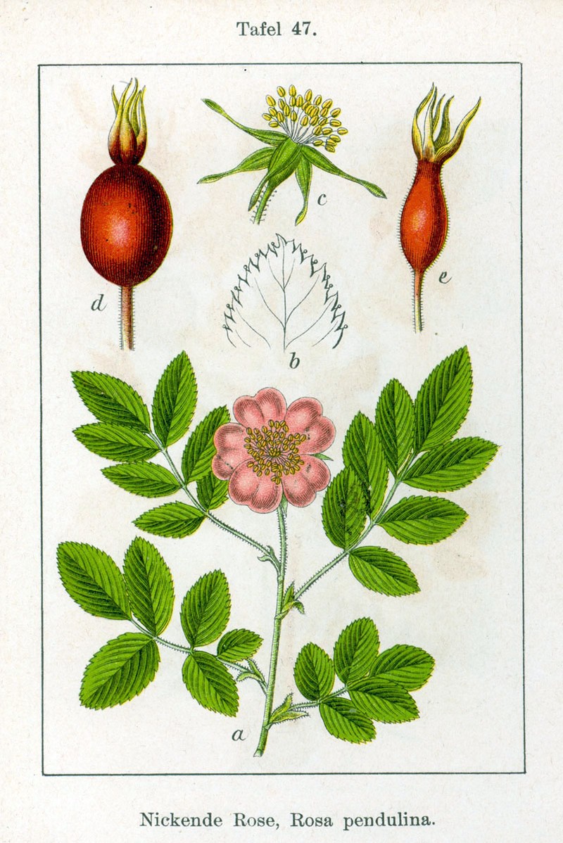 Alpine Rose photo 3