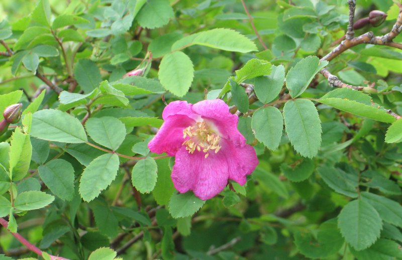Alpine Rose