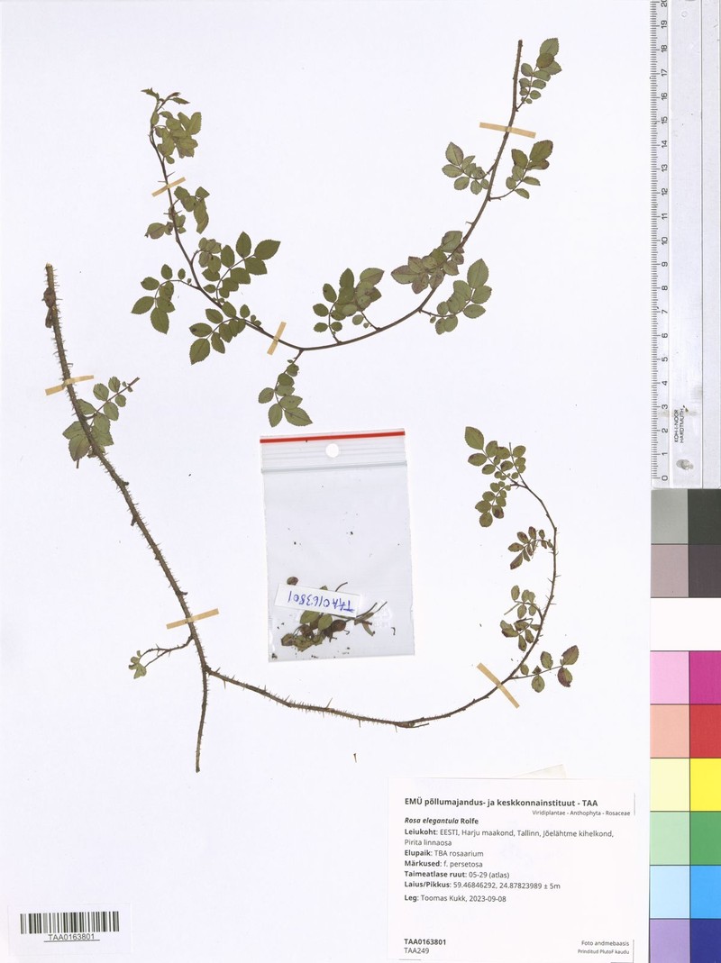 Rosa persetosa photo 2