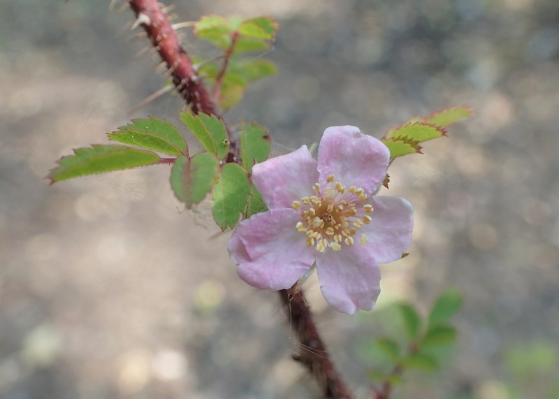 Rosa persetosa photo 6