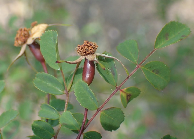Rosa persetosa photo 8