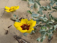 Rosa persica