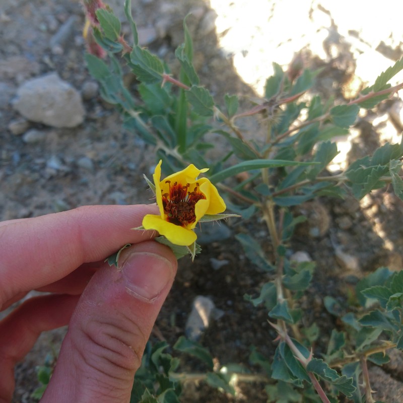 Rosa persica photo 3