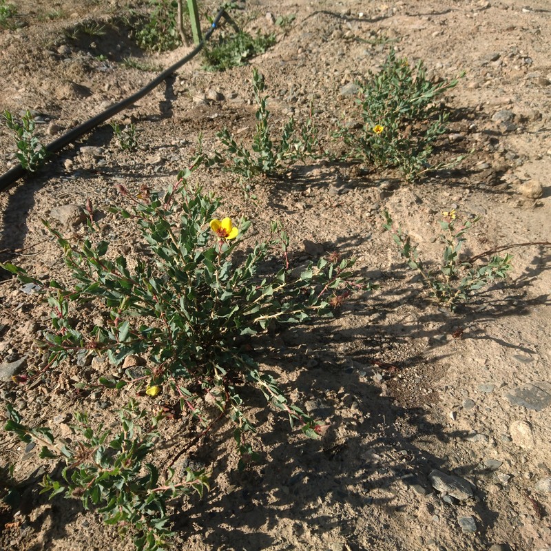 Rosa persica photo 4