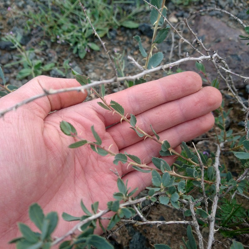 Rosa persica photo 7