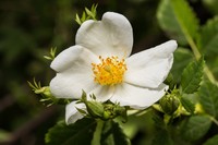 Rosa phoenicia