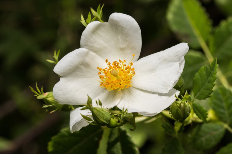 Rosa phoenicia