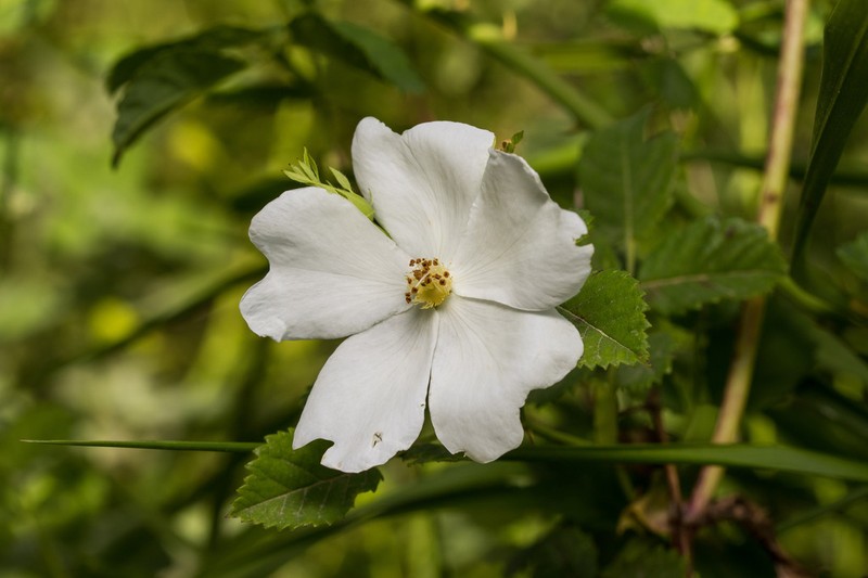 Rosa phoenicia photo 2