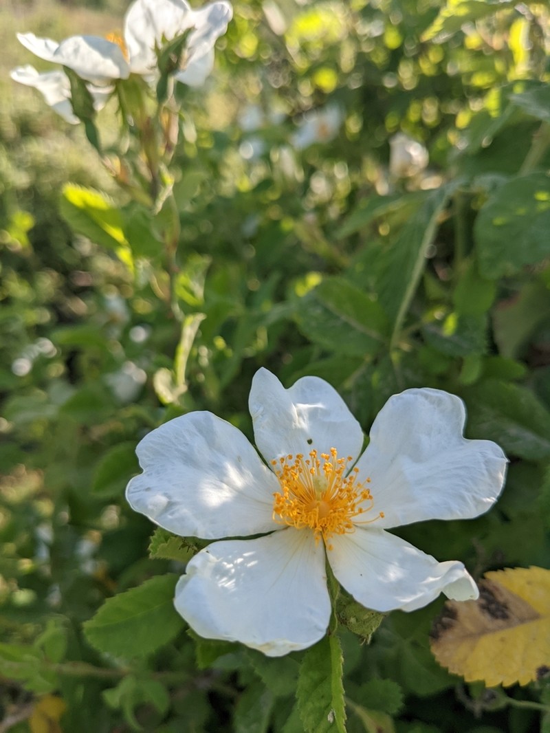 Rosa phoenicia photo 4
