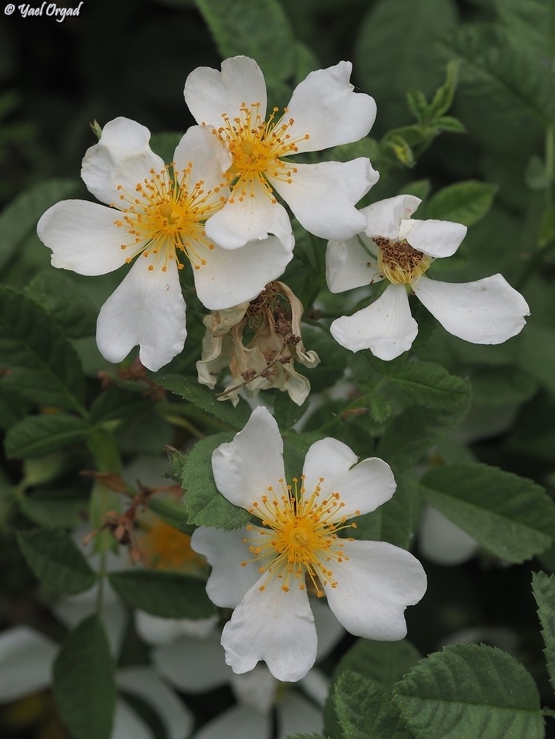 Rosa phoenicia photo 5