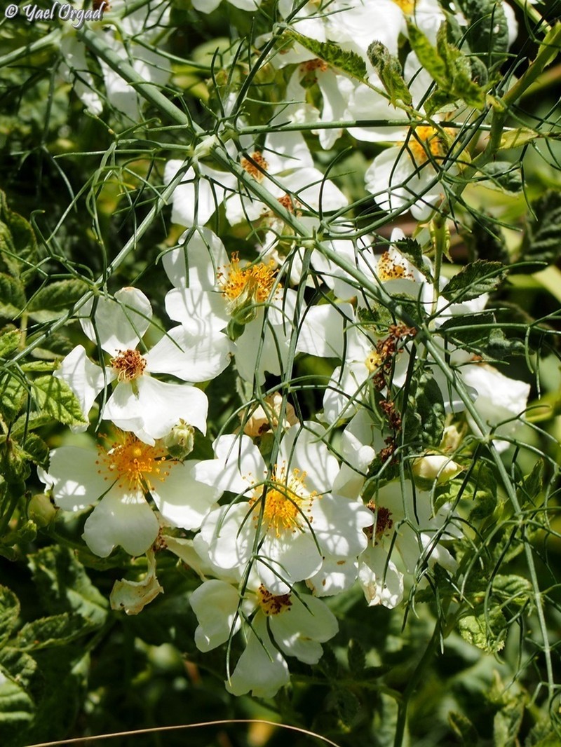 Rosa phoenicia photo 6