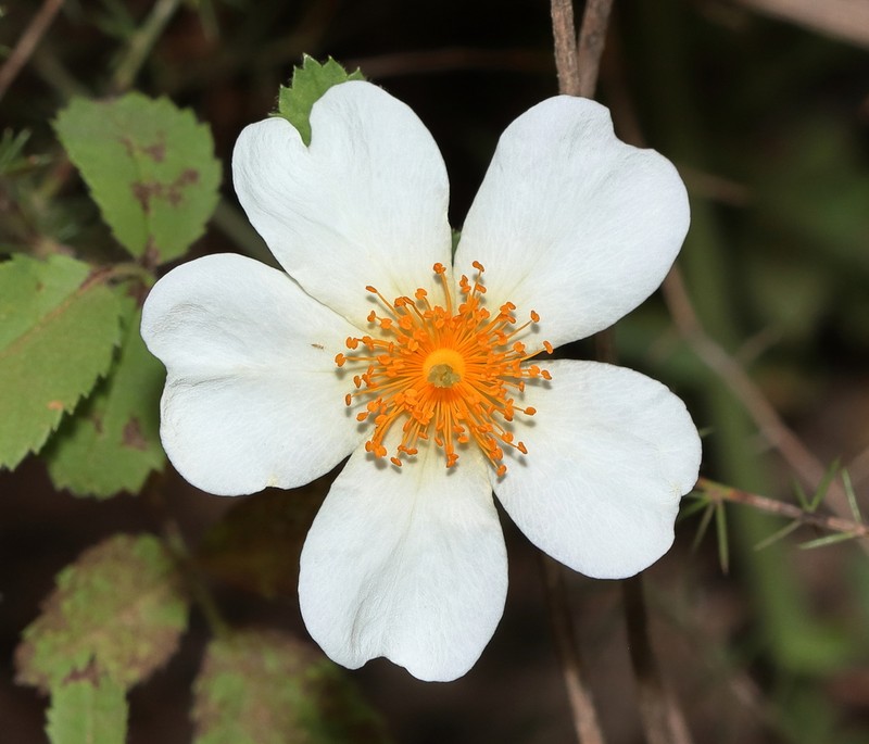 Rosa phoenicia photo 7