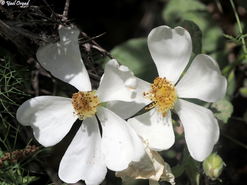 Rosa phoenicia photo 8
