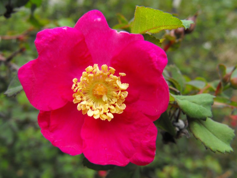 Pine Rose photo 5