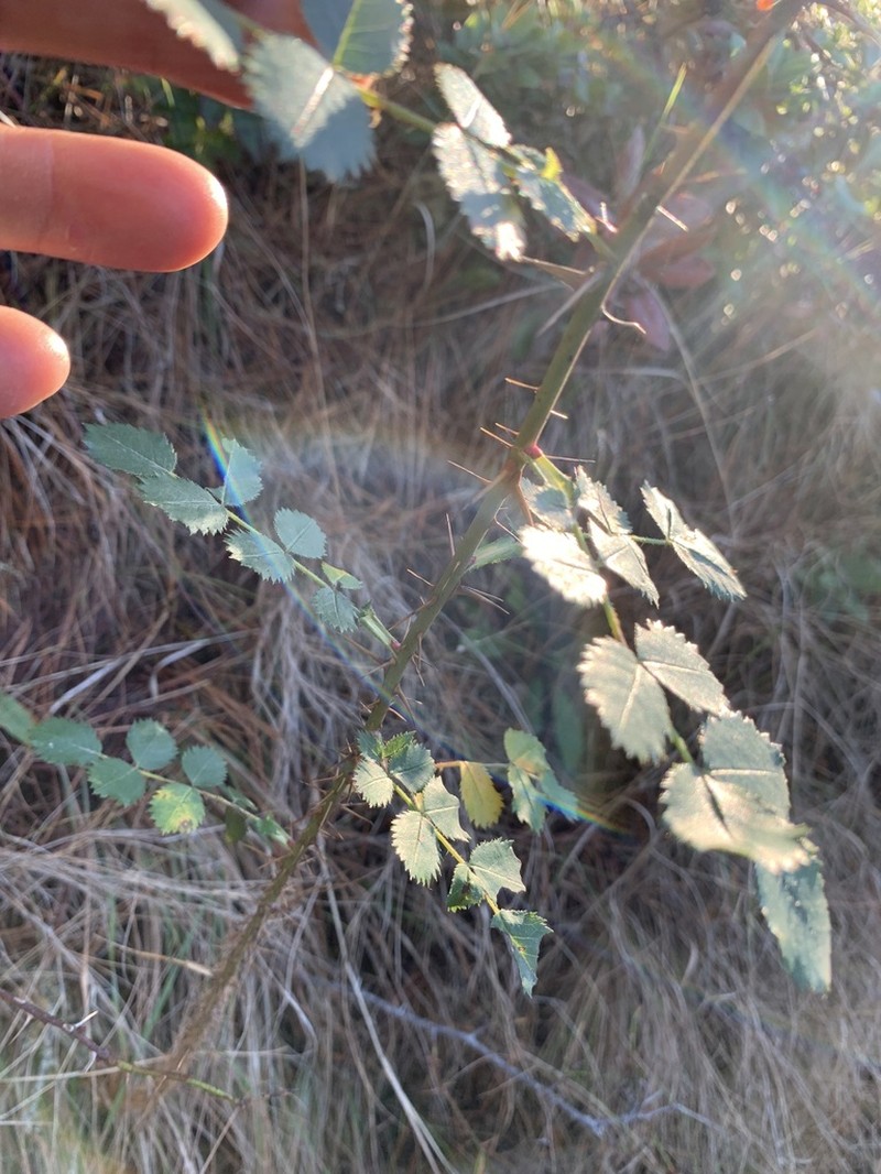 Pine Rose photo 3