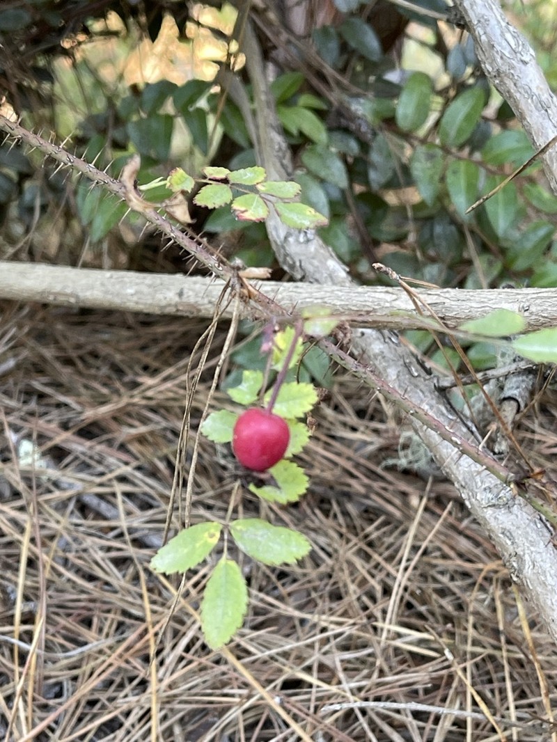 Pine Rose photo 6