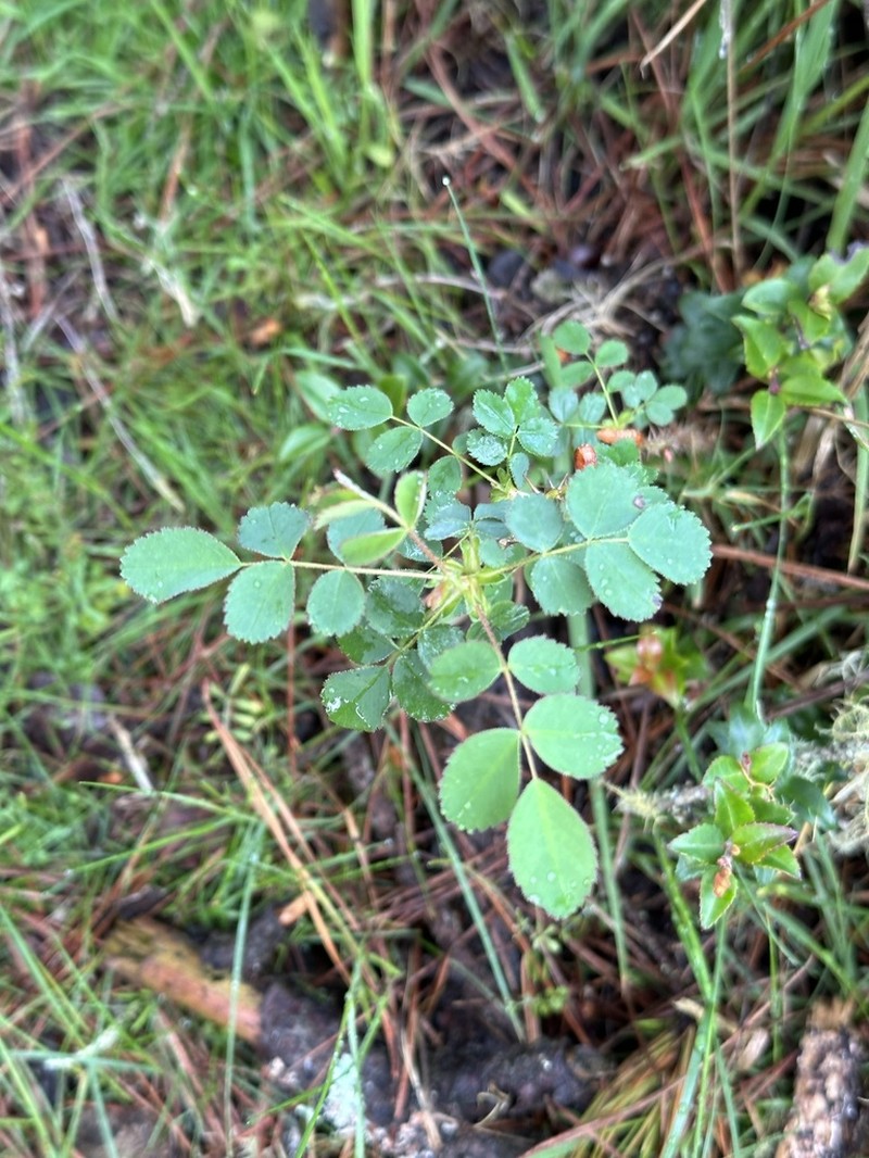 Pine Rose photo 7