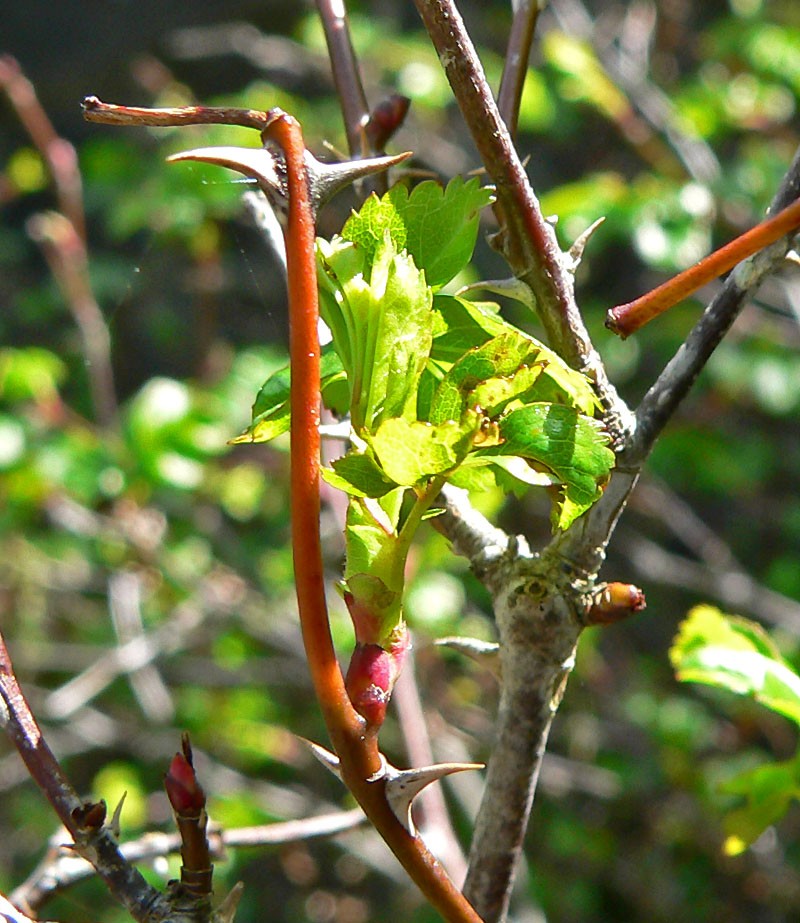 Cluster Rose photo 3