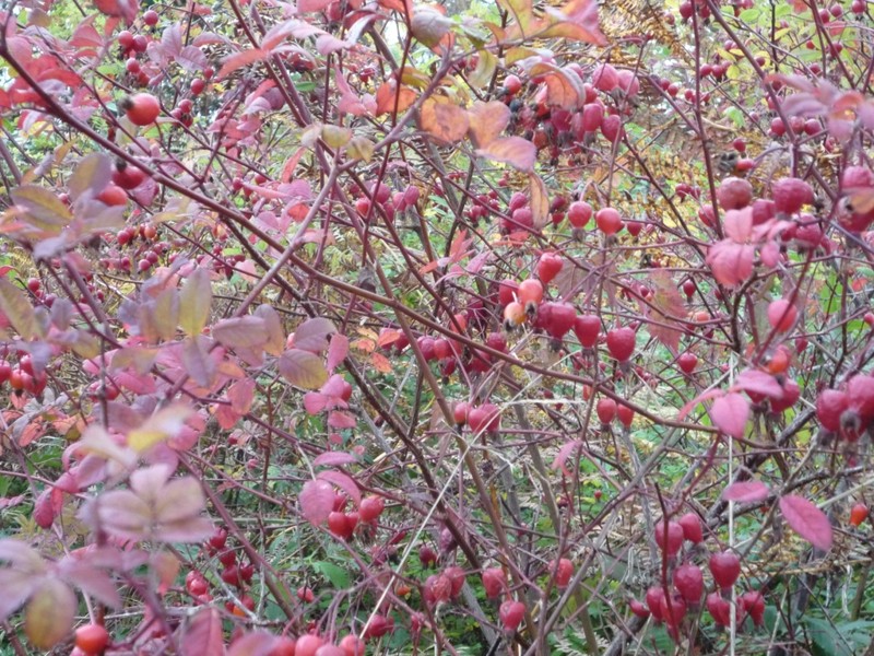 Cluster Rose photo 4