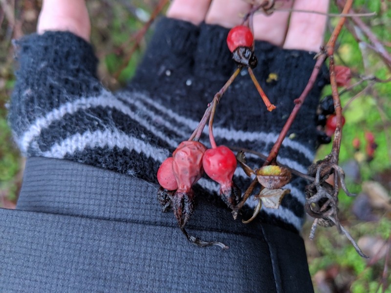 Cluster Rose photo 4