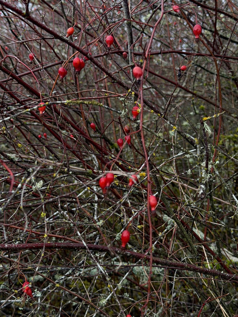 Cluster Rose photo 6
