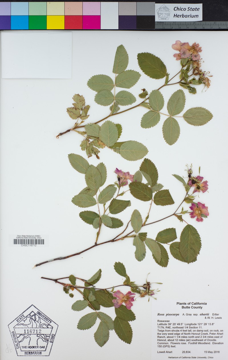 Rosa pisocarpa subsp. ahartii